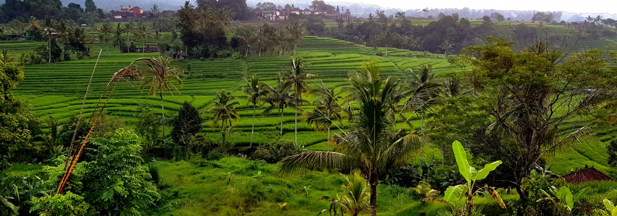 Rice Terrace, Bali | TravelMapsGuide.com